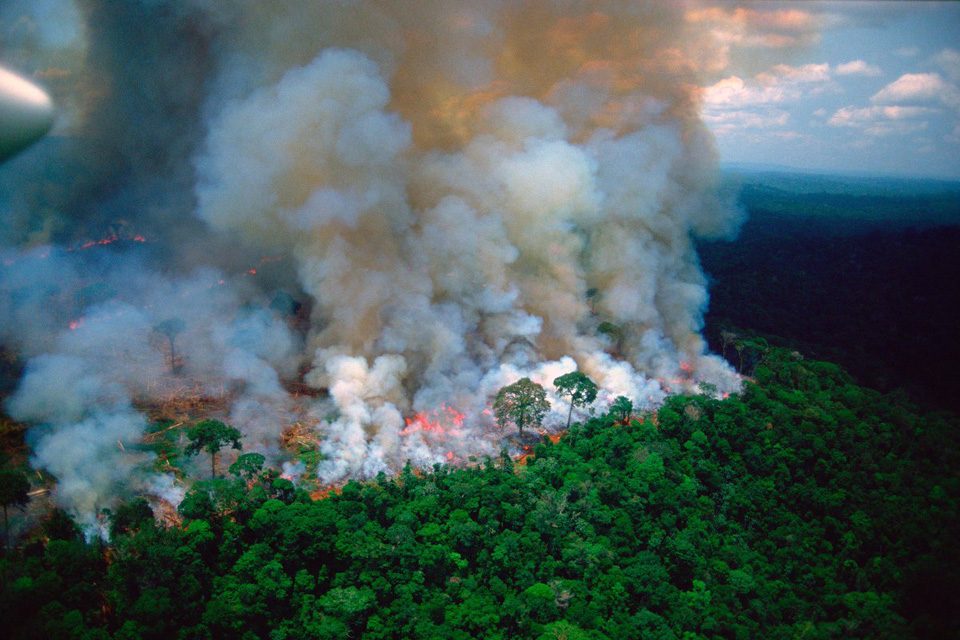 Opinião - Fogo na Floresta Amazônica “queima” ecologistas da Selva de Pedra