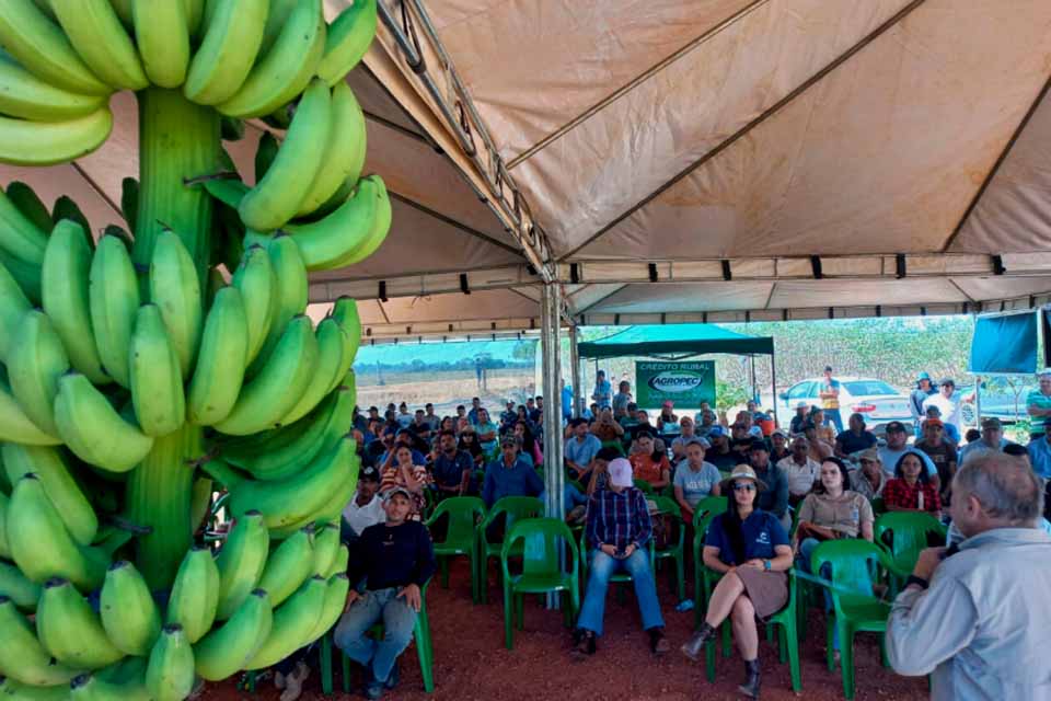 Potencial da cultivar banana BRS Terra-anã é evidenciado em Dia de Campo em Machadinho do Oeste