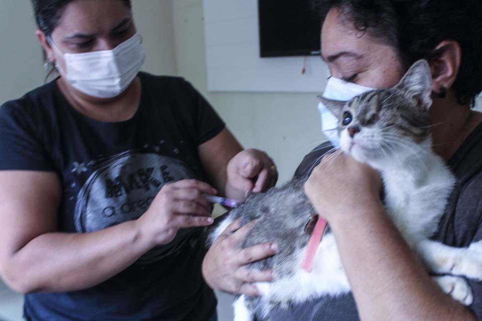 Vacinação antirrábica já atendeu cerca de 9 mil animais em Porto Velho nos últimos meses