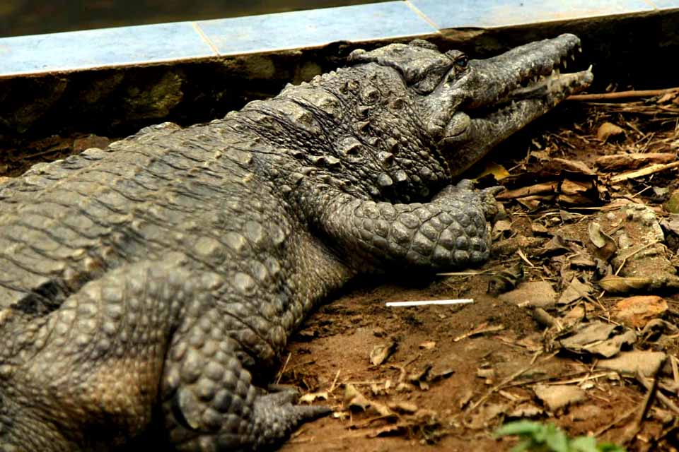 Menina é devorada por crocodilos enquanto mãe cuidava do irmão recém-nascido