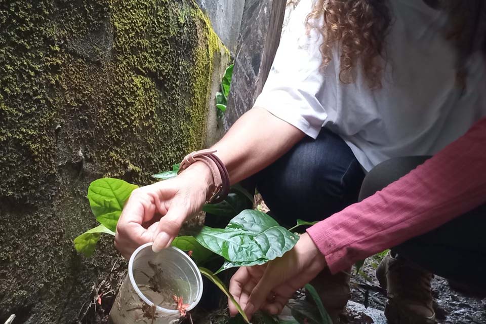 Governo investe na capacitação de servidores para o combate ao vetor da dengue, zika e chikungunya