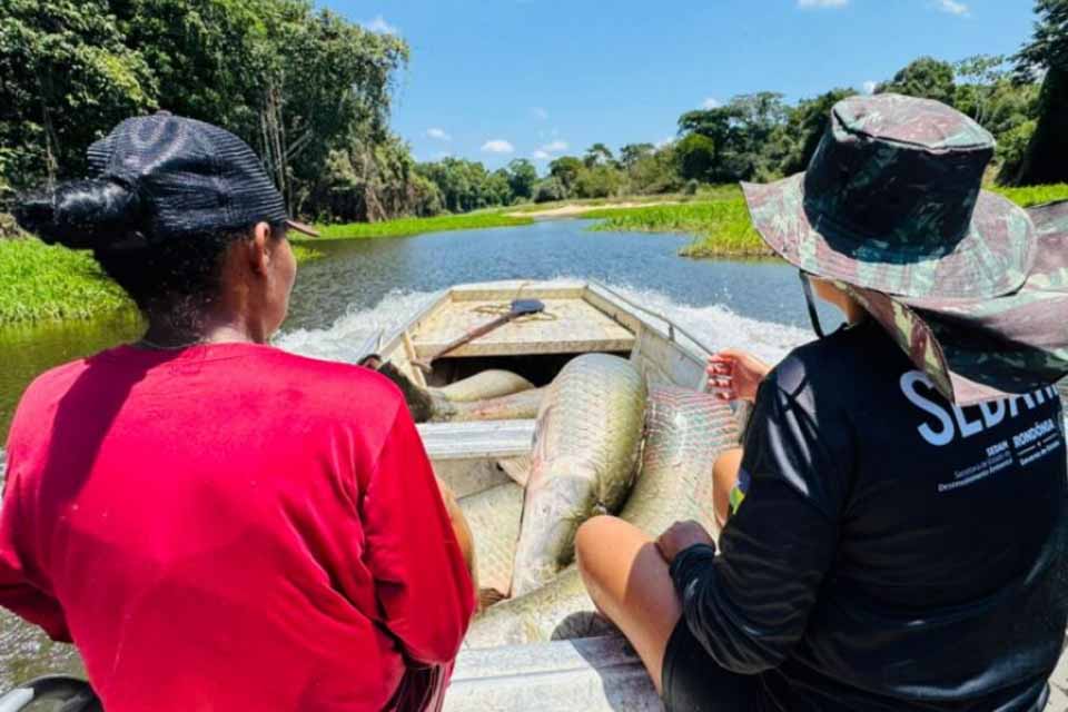 Segunda etapa da pesca manejada 2025 envolve comunidade e retira mais de 2,5 toneladas de peixes do Rio Cautário