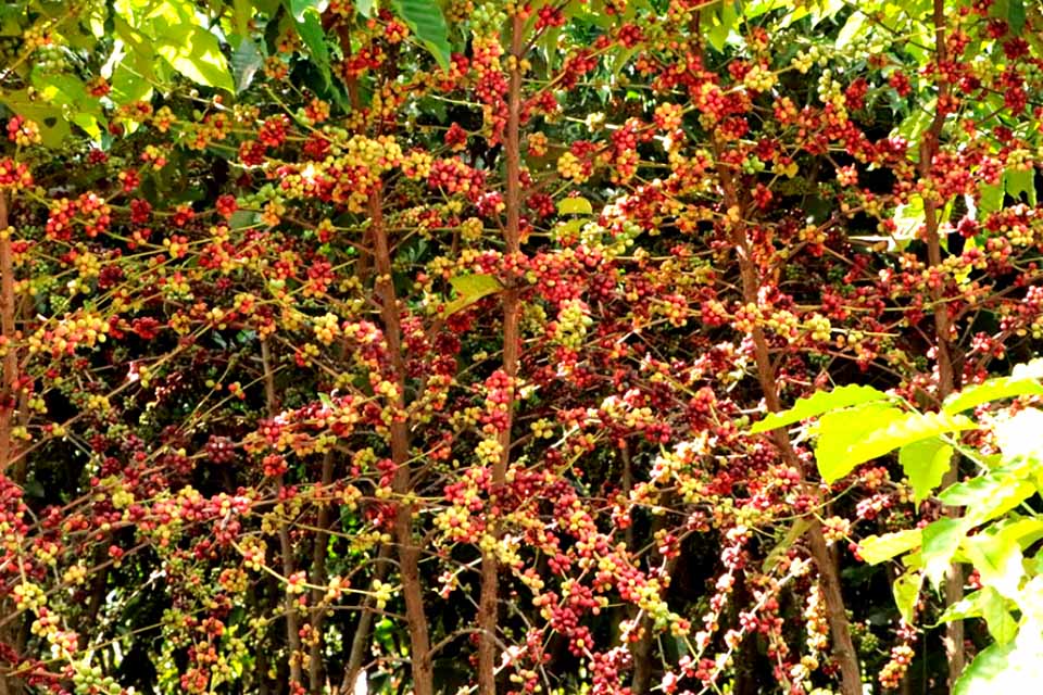 Assistência técnica e extensão rural encerra 2025 com metas executadas e valores recordes na produção cafeeira