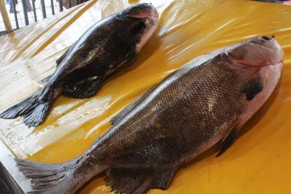 Dia de campo deve reunir piscicultores para discutir estratégias de promoção do pescado de Rondônia