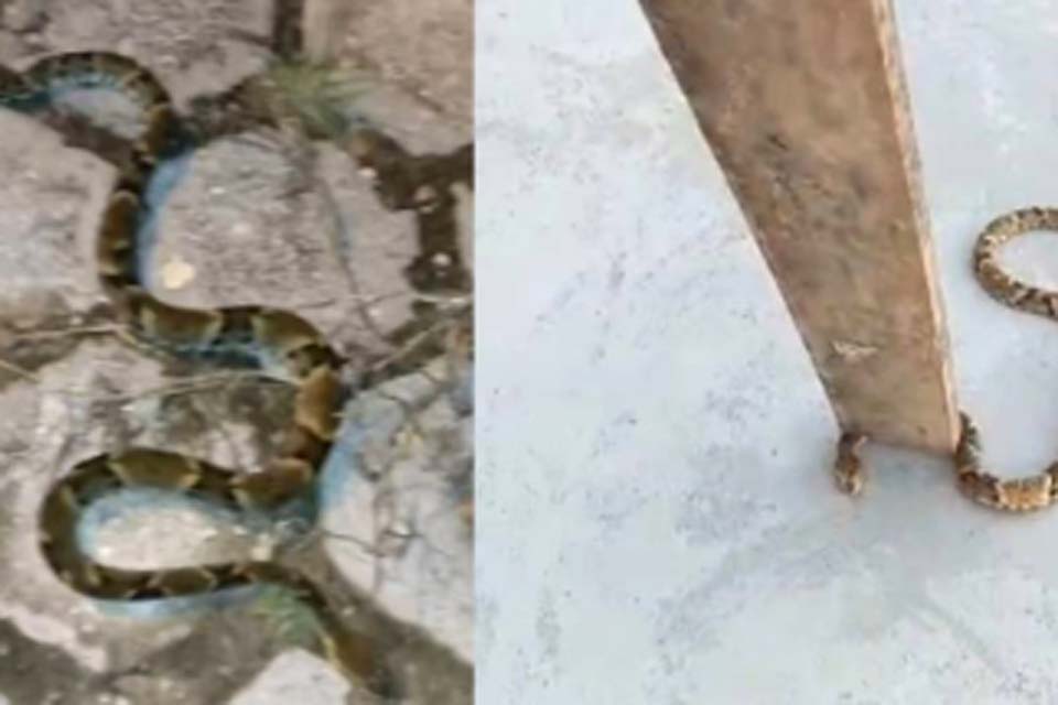Cobras são encontradas nas ruas de bairro em Vilhena e amedrontam moradores