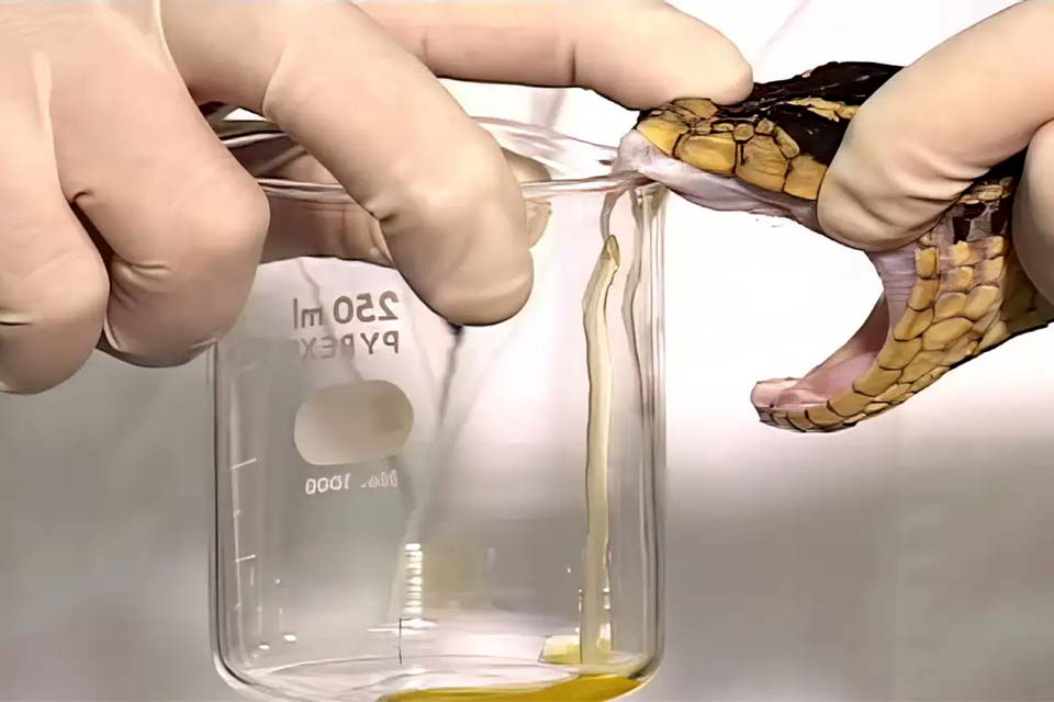 Saúde altera distribuição de soro antiofídico em terras indígenas