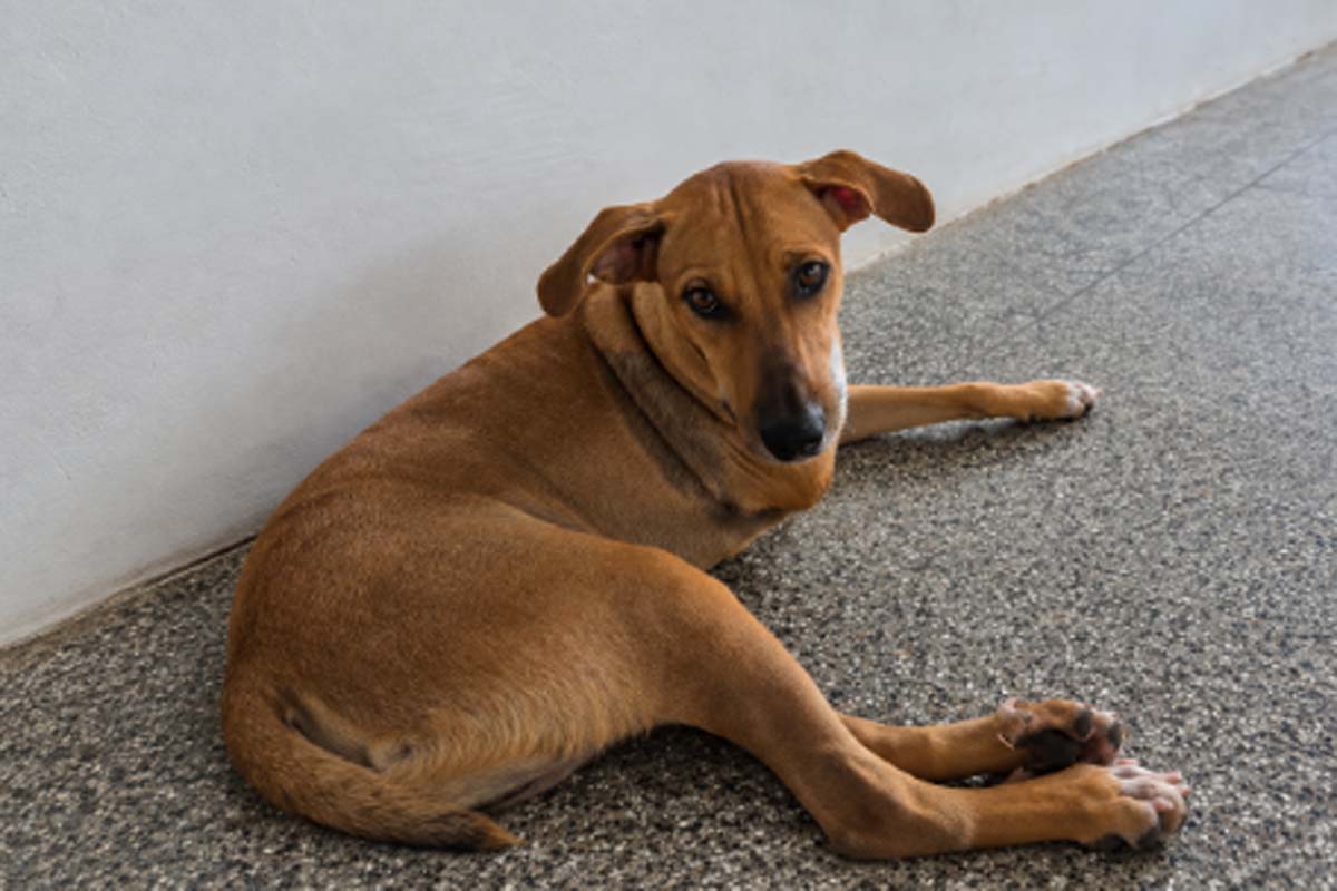 Após atropelamento e amputação, Chacabuco busca uma nova chance em um novo lar