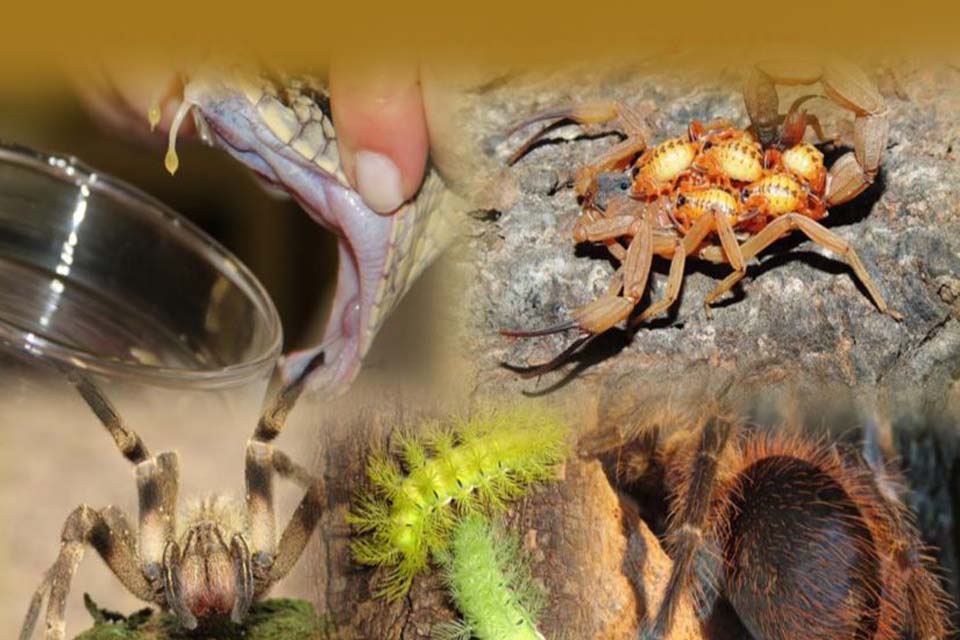 População deve se prevenir para evitar acidentes com animais peçonhentos durante o inverno, alerta Corpo de Bombeiros