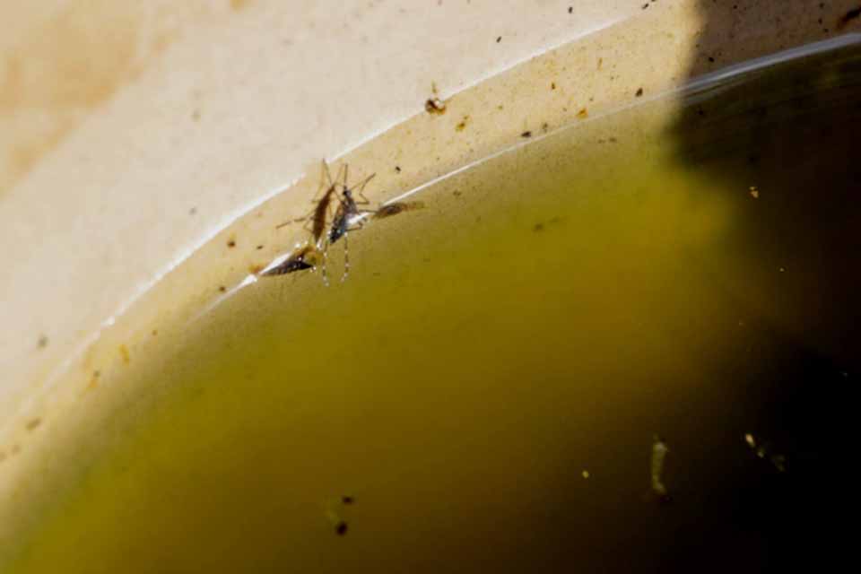 Prefeitura alerta sobre riscos à saúde e prevenção de doenças decorrentes de alagações em Porto Velho