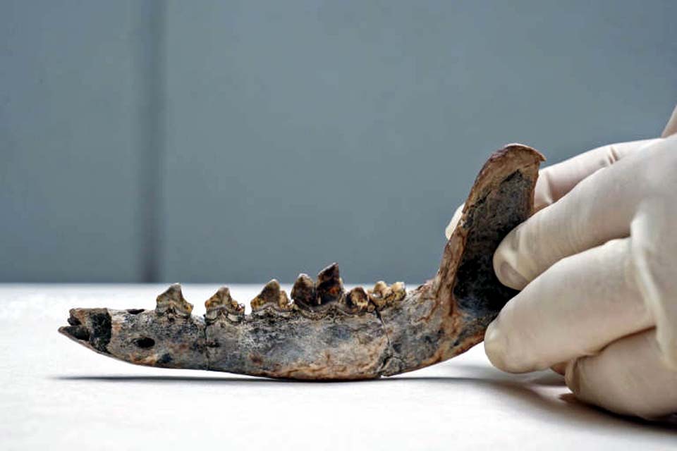 Cães e humanos podem ter habitado a América Central há 12.000 anos