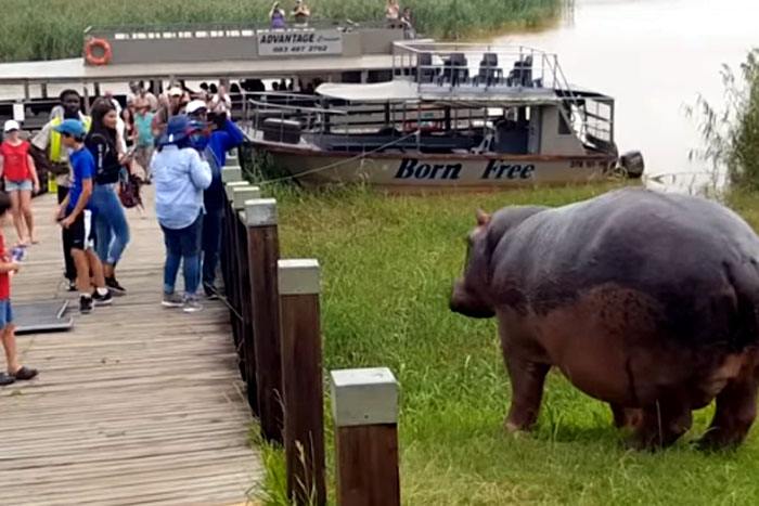 Turistas se encantam com hipopótamo durante passeio 