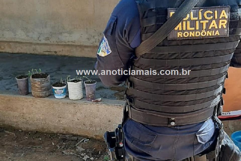 PM localiza pés de maconha próximo à casa de acusado de vender droga pelo Facebook