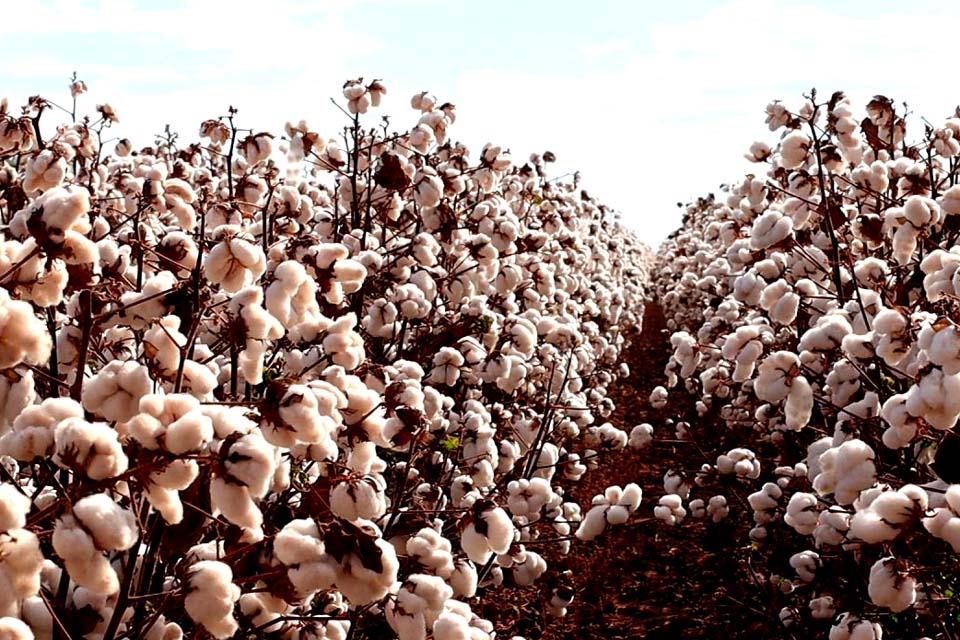 Área plantada com os principais grãos produzidos em Rondônia deve apresentar variação positiva de 5,9% na safra 2021