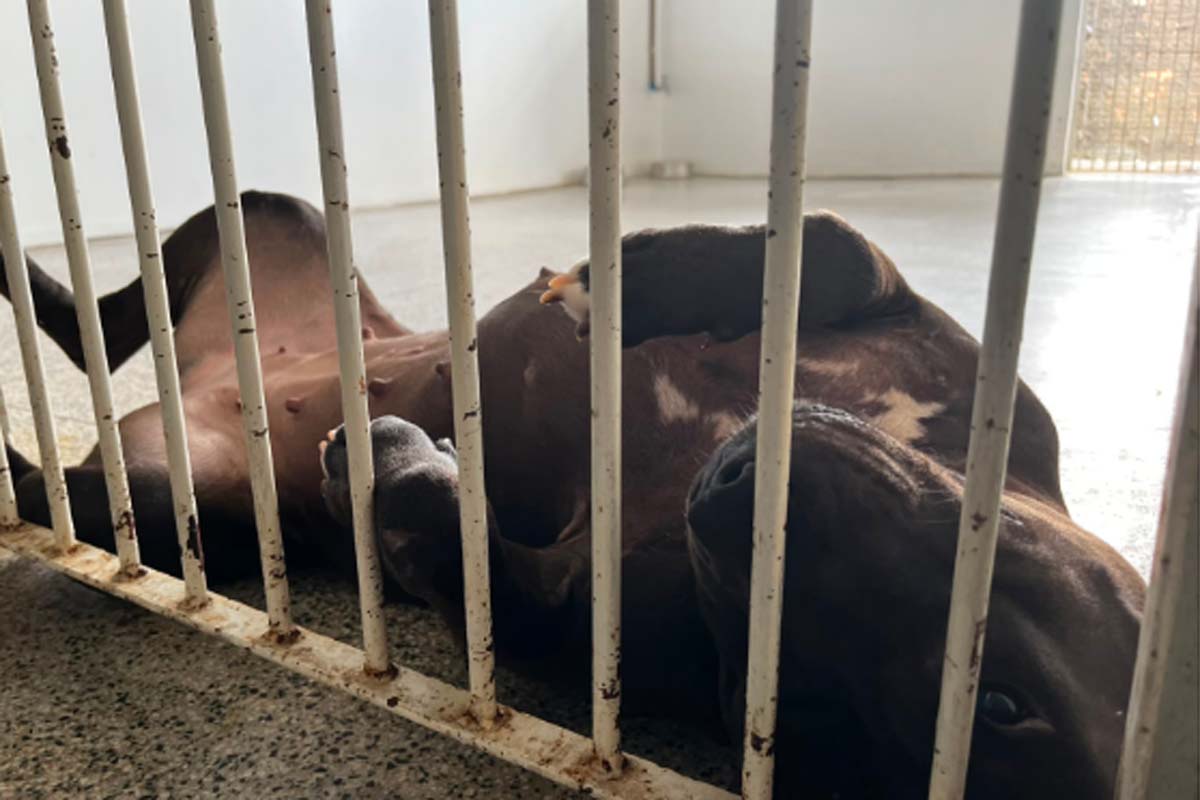 Pitbull Ariel ganha uma nova chance após ser resgatada em estado grave