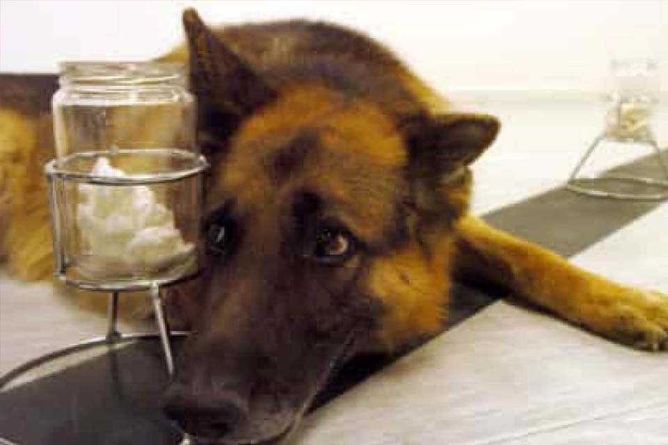 Morre o primeiro cão a testar positivo para a Covid-19 nos Estados Unidos