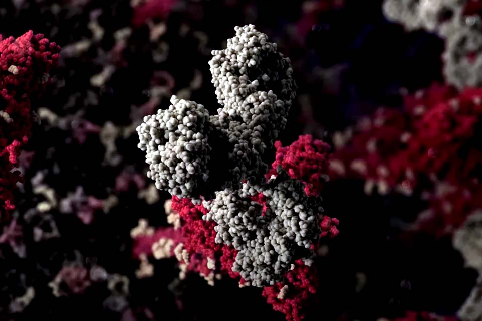 Vacina planejada para Mers e Sars vira modelo em pesquisa de imunização contra a Covid-19