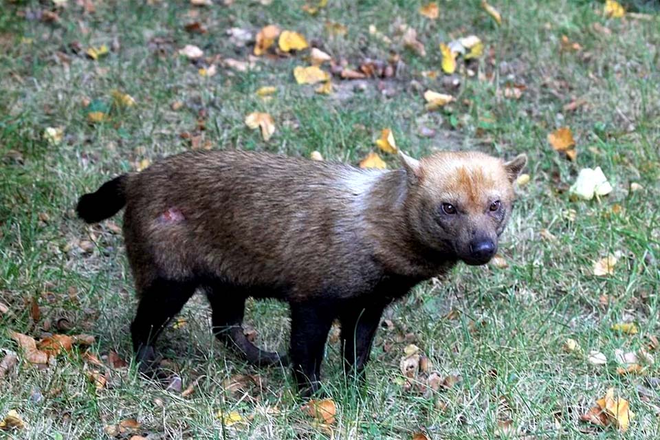 Ameaçado de extinção, cachorro-vinagre é flagrado em parque no Amapá