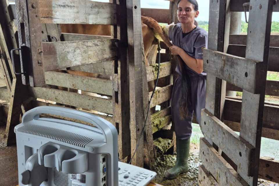 Projeto “Rufião Móvel” da Emater auxilia produtores da Zona da Mata na avaliação reprodutiva do rebanho leiteiro