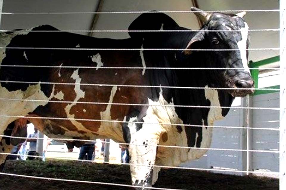 Bezerro de Ouro do Leilão Direito de Viver bate recorde mundial de arrecadação