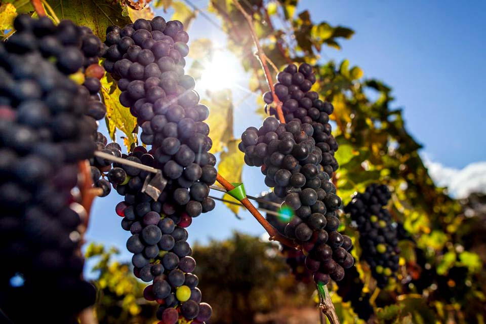 Vigilância intercepta 140 toneladas de uvas passas contaminadas