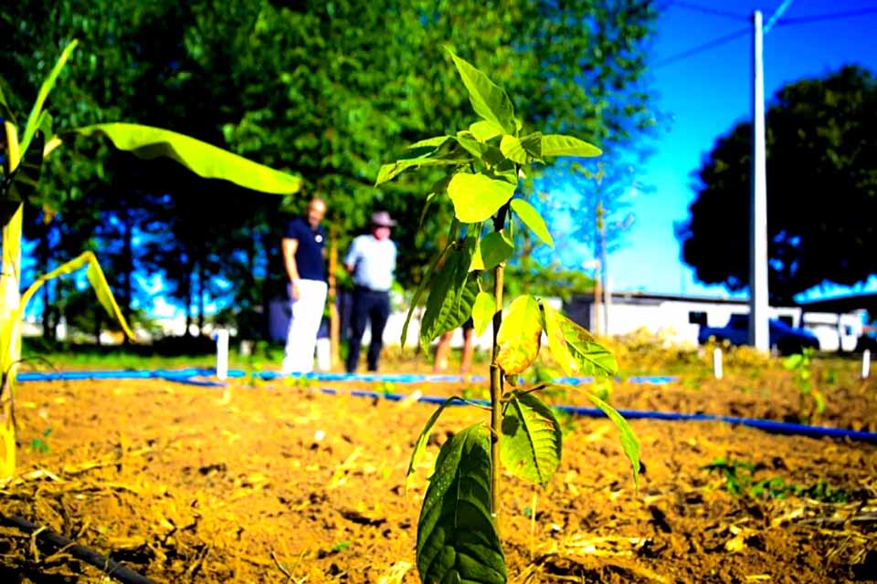 Vilhena vai inaugurar vitrine tecnológica com clones de café e cacau na Sicoob Agroshow