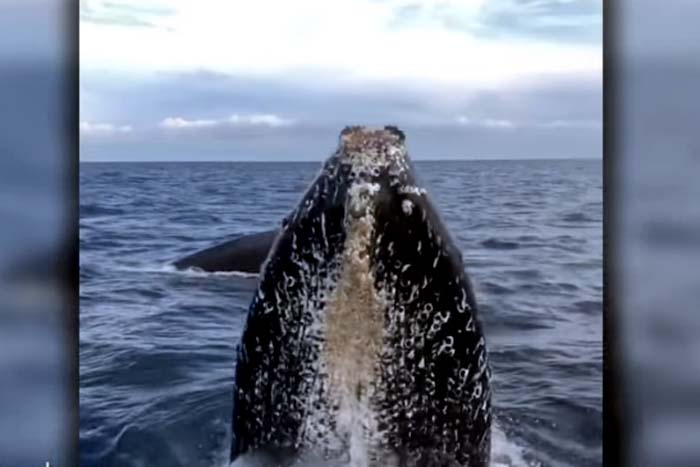 Cinegrafista registra momento em que baleia surge de barco