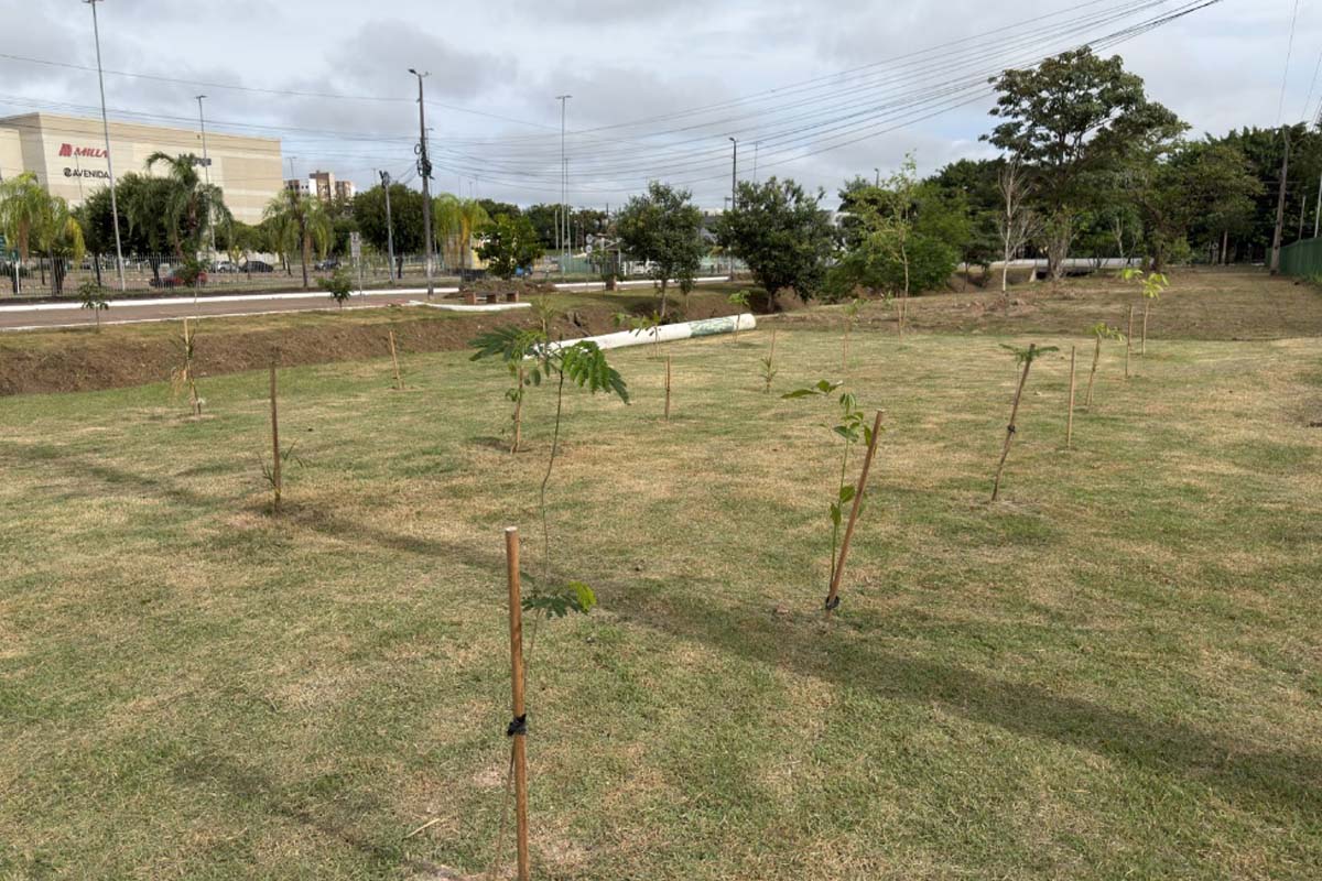 Porto Velho transforma áreas degradadas em micro florestas urbanas