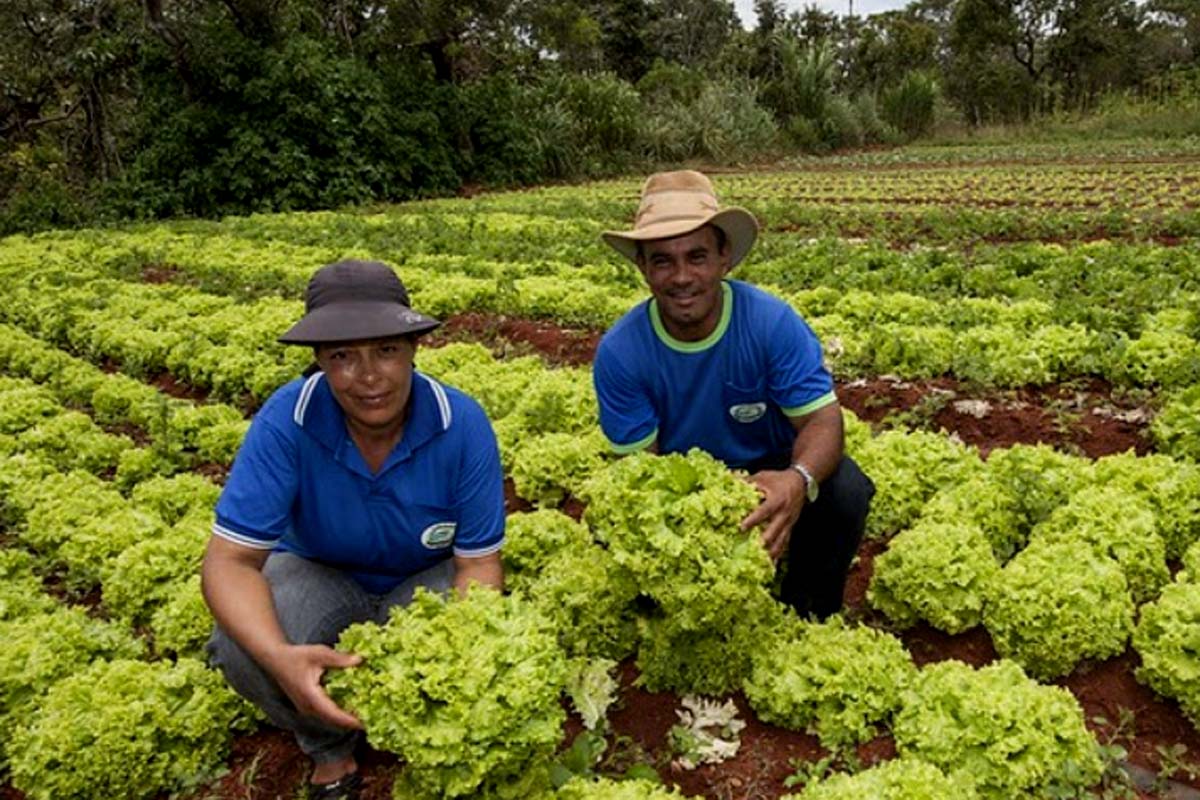 Com PAA, renda de agricultores familiares cresce até 30% e dependência do CadÚnico chega a cair 57%