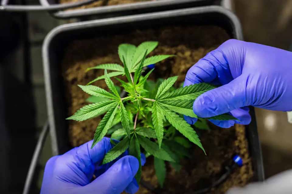 Cultivo de cannabis medicinal pelo agronegócio é destaque em congresso