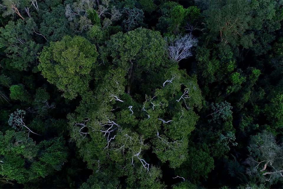 Comissão da Câmara amplia uso sustentável de florestas públicas
