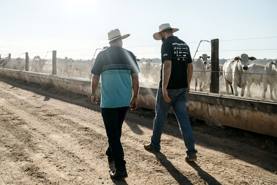 Pecuária de Rondônia investe na suplementação de qualidade e gestão profissional