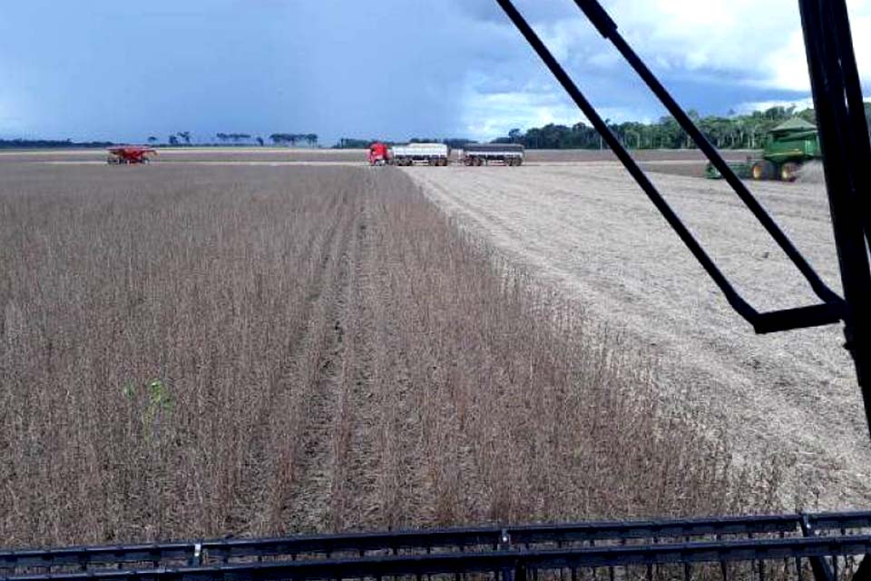 Começa colheita de soja na região; índices de produtividade surpreendem agricultores