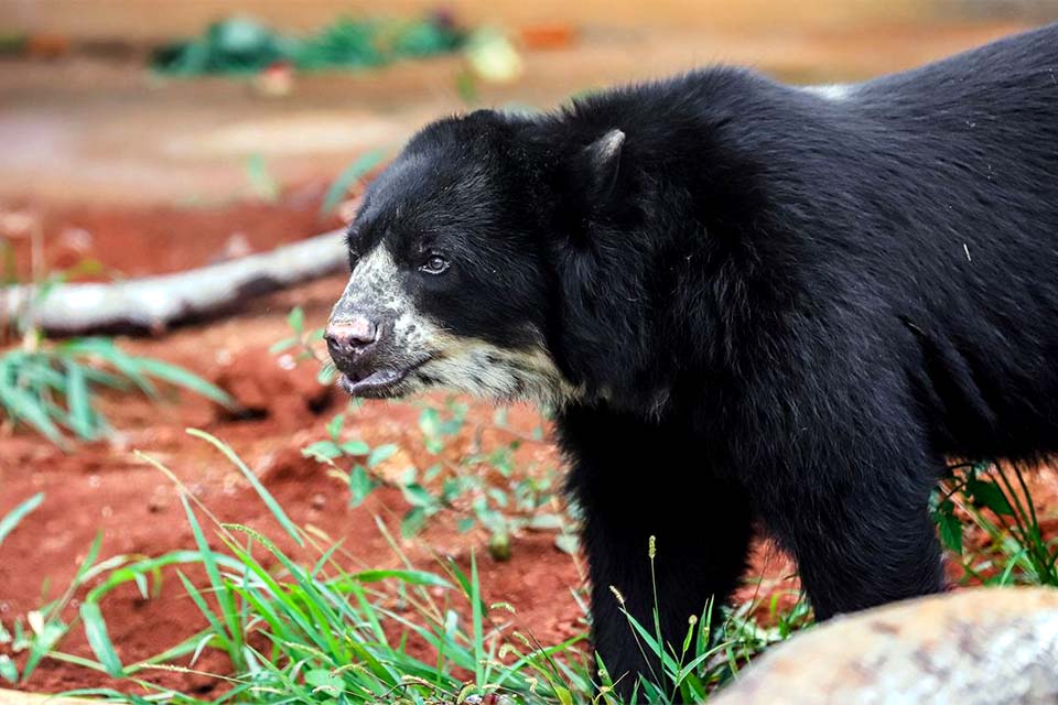 Urso de espécie rara e ameaçada é recebido em Brasília