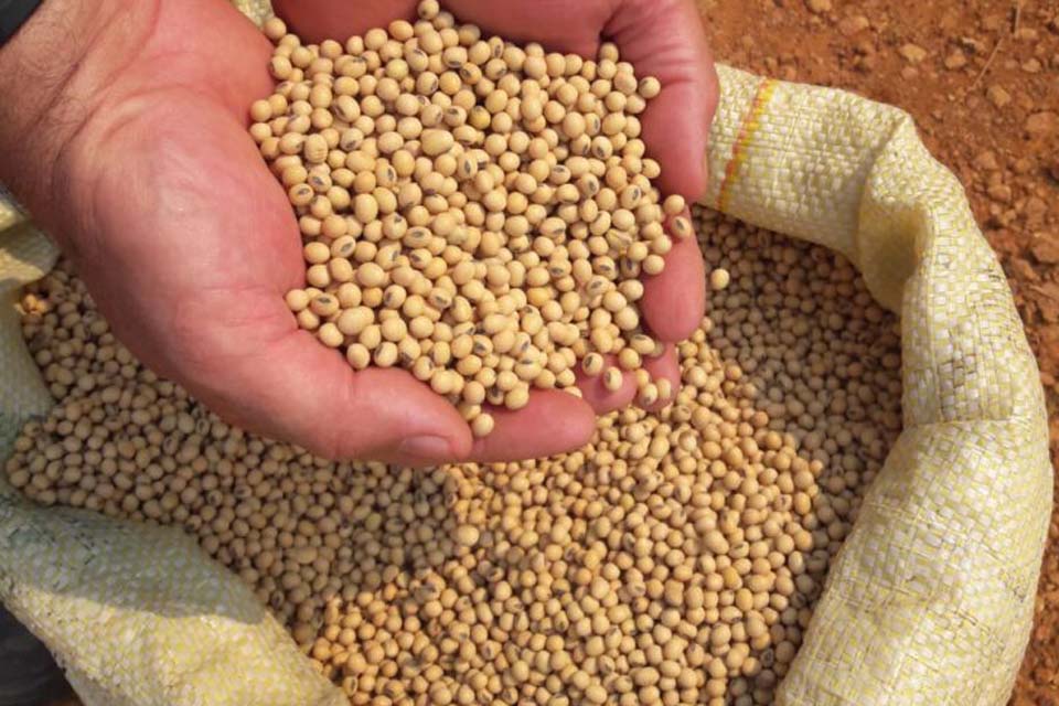 Produção de soja em Rondônia na safra 2023 deve alcançar 1,7 milhão de toneladas segundo Conab