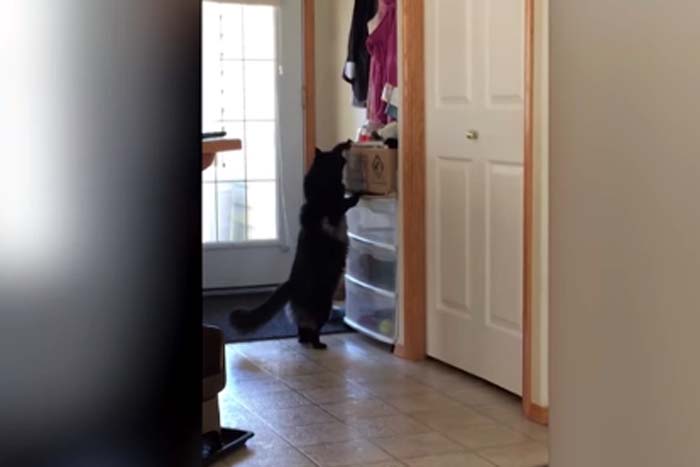 Curioso, gato mexe no que não é pra mexer e se dá mal 