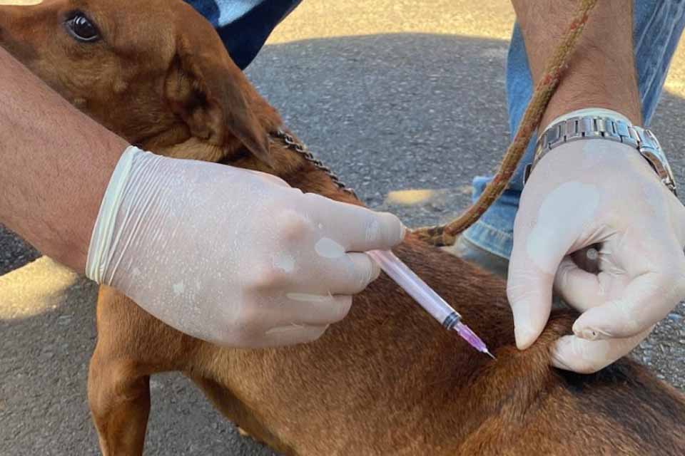 Prefeitura de Jaru realizará etapa complementar de vacinação antirrábica para cães e gatos