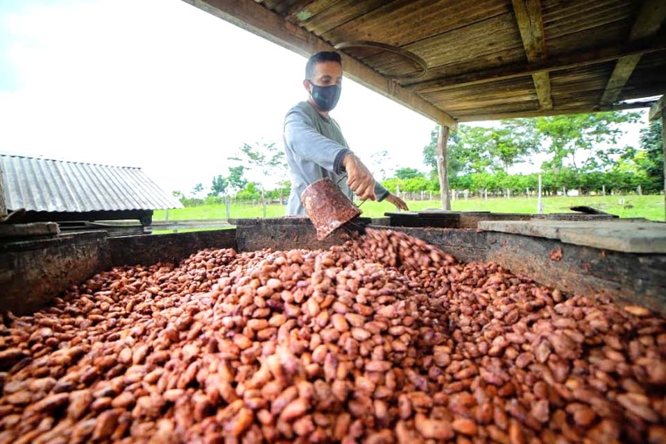 Sebrae fortalece a agricultura familiar na produção de cacau sustentável 