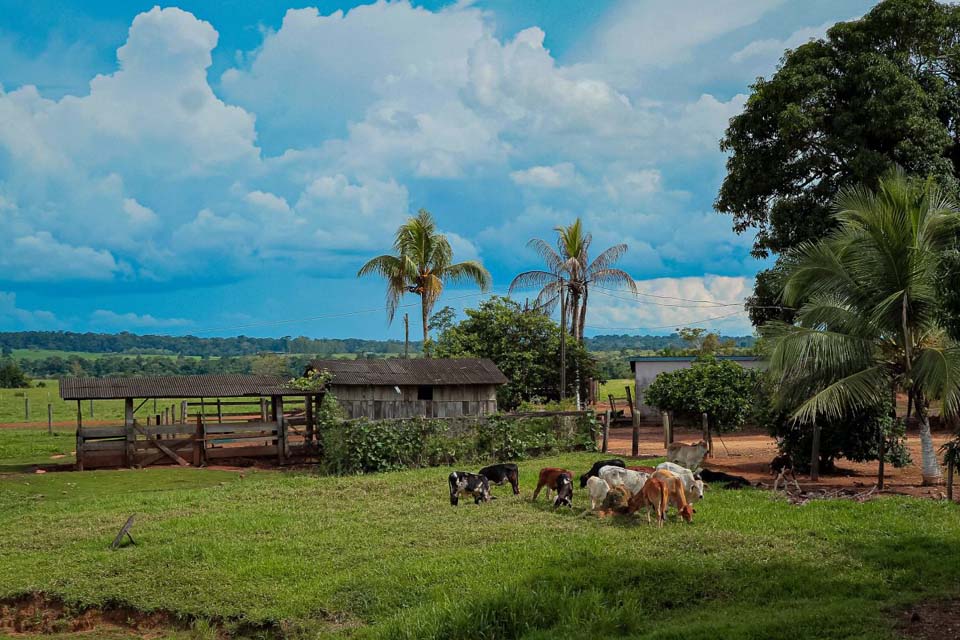 Gado de leite, banana e mandioca garantem sustento a mais de 70 mil famílias de pequenos produtores em Rondônia