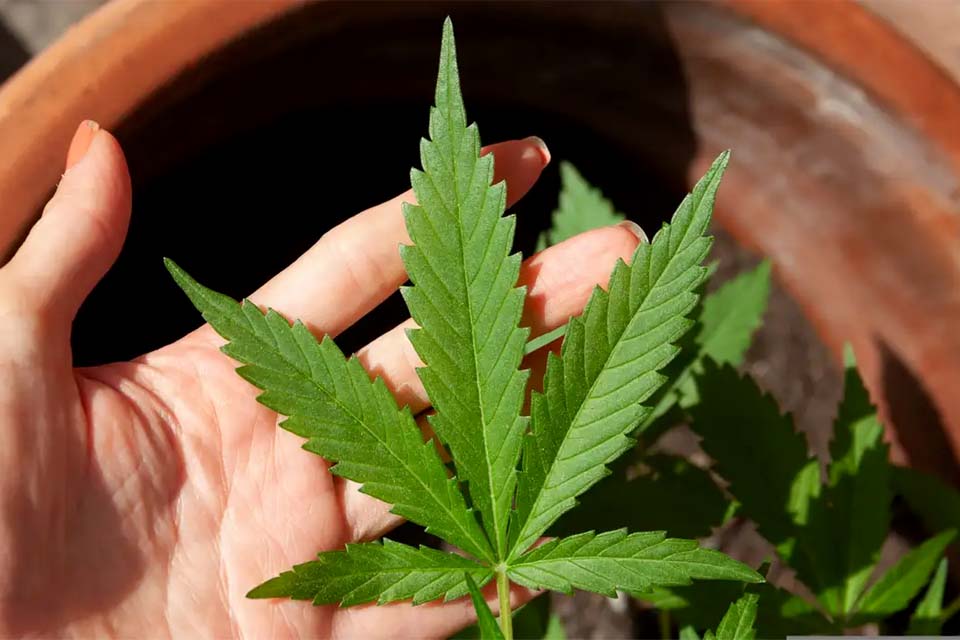 STJ convoca audiência pública sobre plantio de maconha para remédios