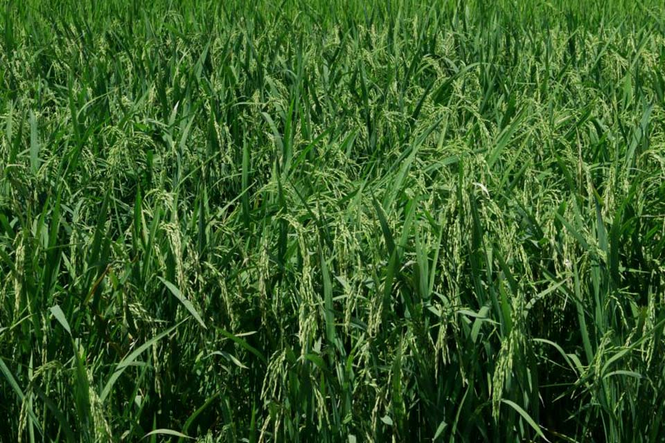 Área de arroz plantada na safra 2020/21 volta a crescer; produção mantém expectativa de produtores 