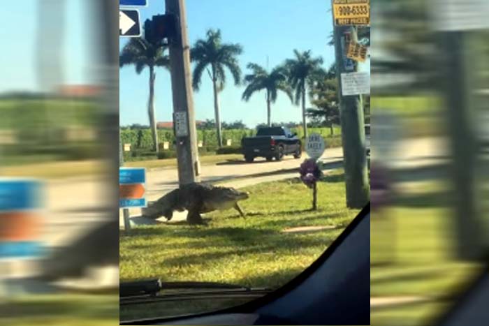 Motorista flagra jacaré atravessando rua na  Flórida 
