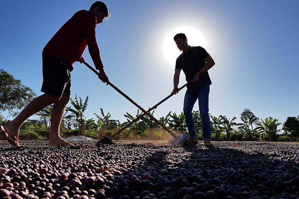 Cafezais das Matas de Rondônia sequestram 2,3 vezes mais carbono do que emite