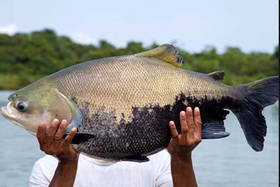 Rondônia no roteiro das importantes Indicações Geográficas do Brasil