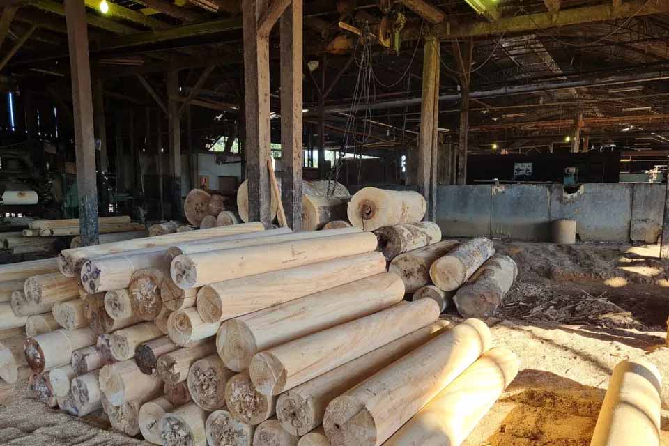 PF investiga extração e comercialização ilegal de madeira em terras indígenas em RO e MT
