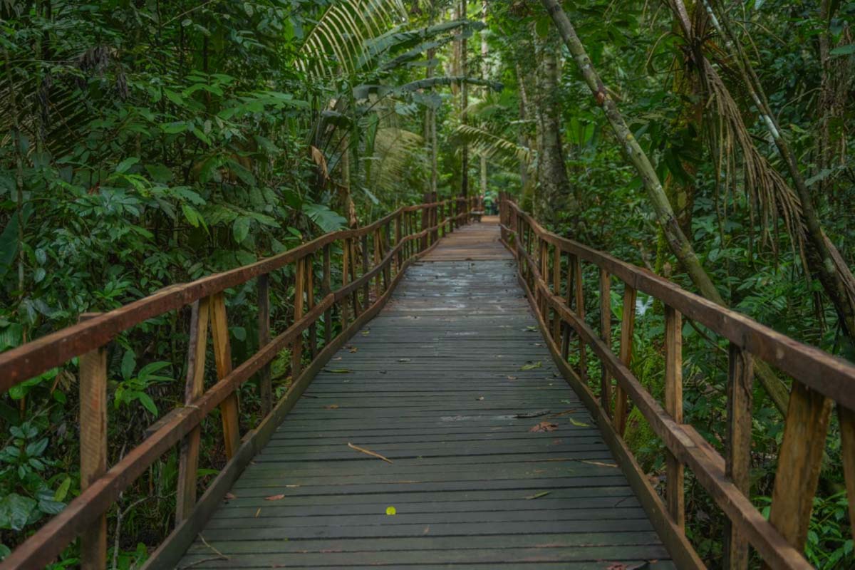 Trilha dentro da floresta é a nova atração do Parque Natural