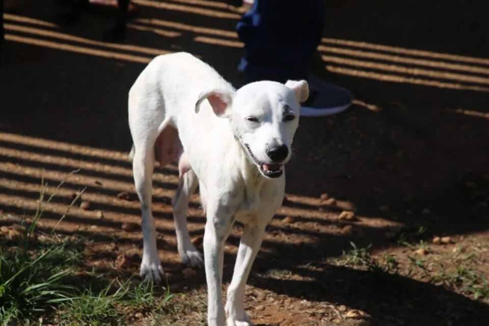 Vilhena receberá ações do projeto Castra+Rondônia para castração gratuita de cães e gatos