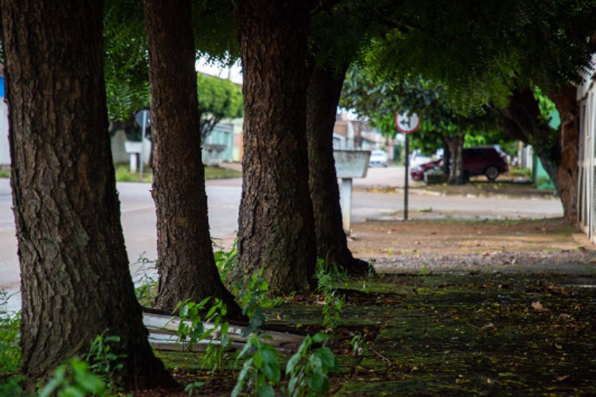 Comunidade e Prefeitura unem forças para ampliar arborização urbana na capital 