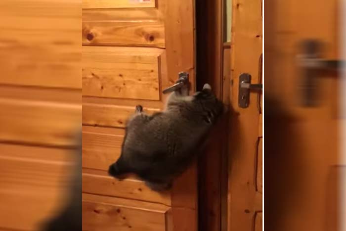 Experto, guaxinim de estimação abre porta e 