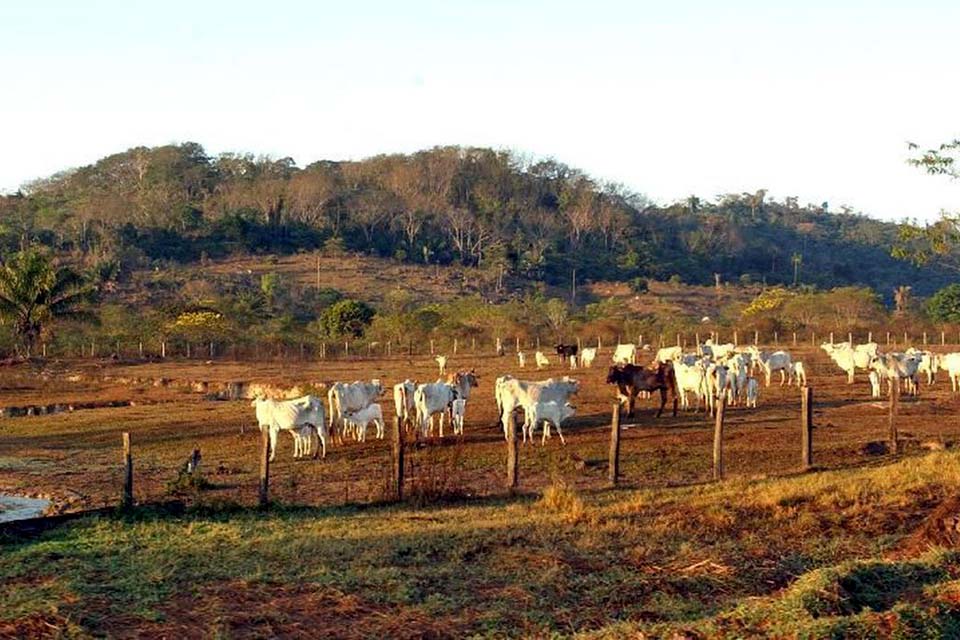 STF derruba liminar que suspendeu compra de terras por estrangeiros