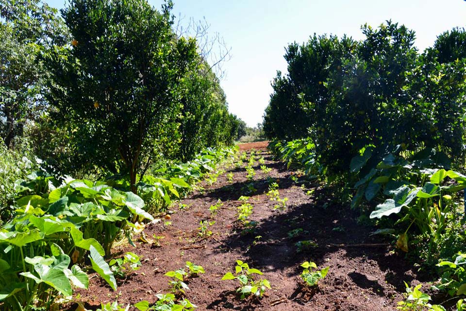 Prazo de entrega de declaração do ITR acaba nesta sexta-feira, 30
